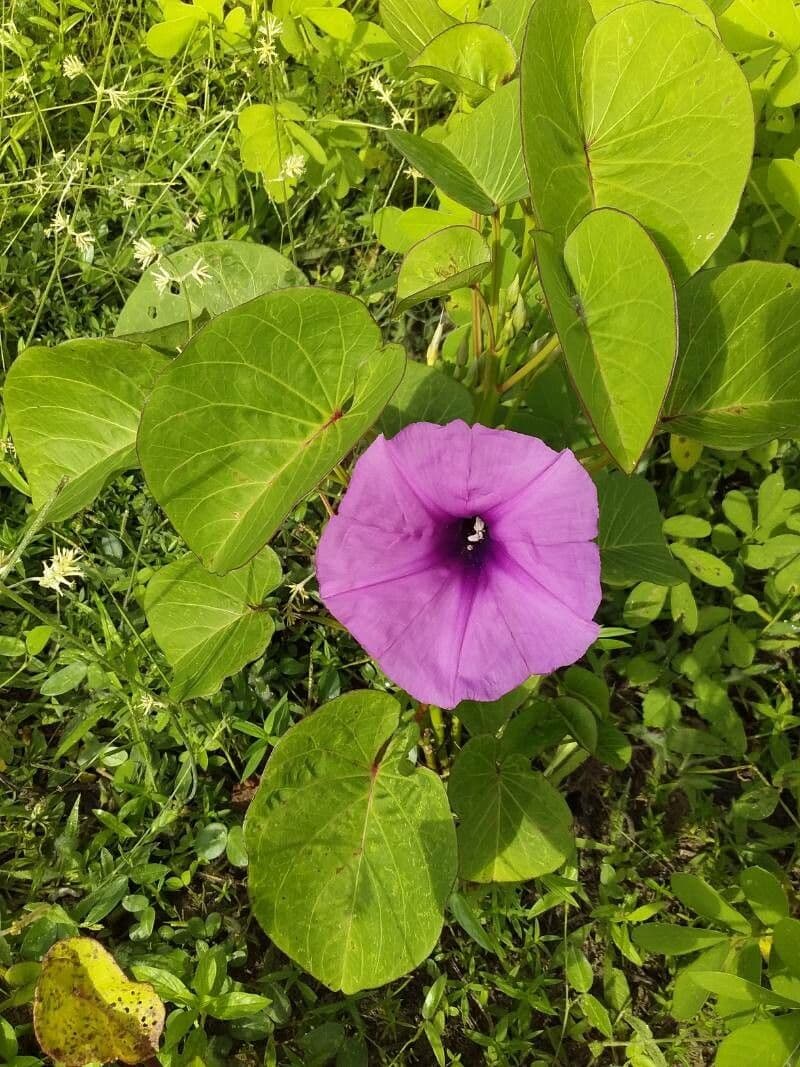 Ipomoea 3