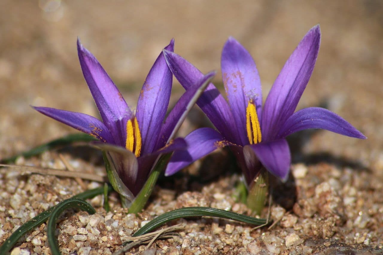 Romulea 9