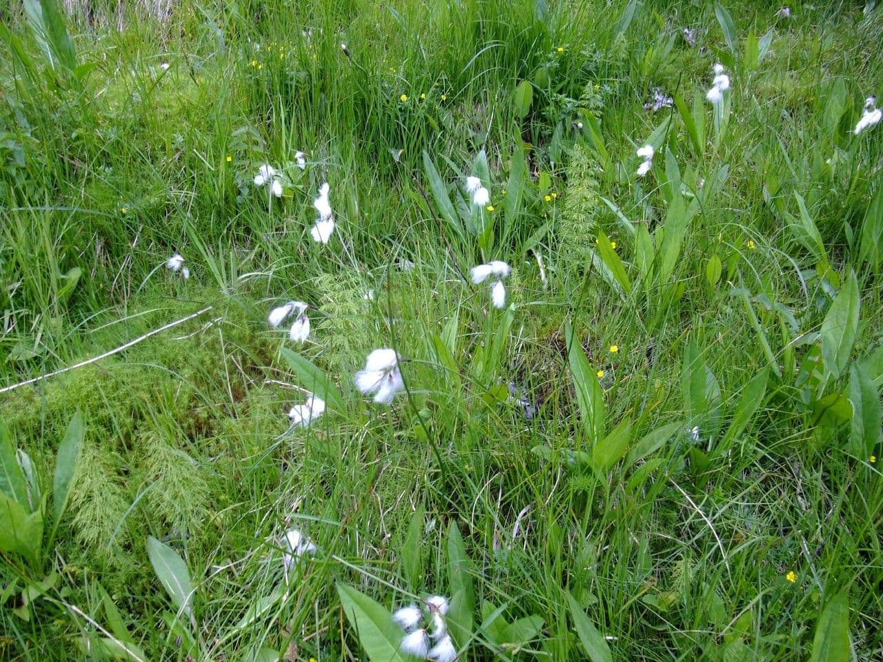 Breitblättriges Wollgras 12