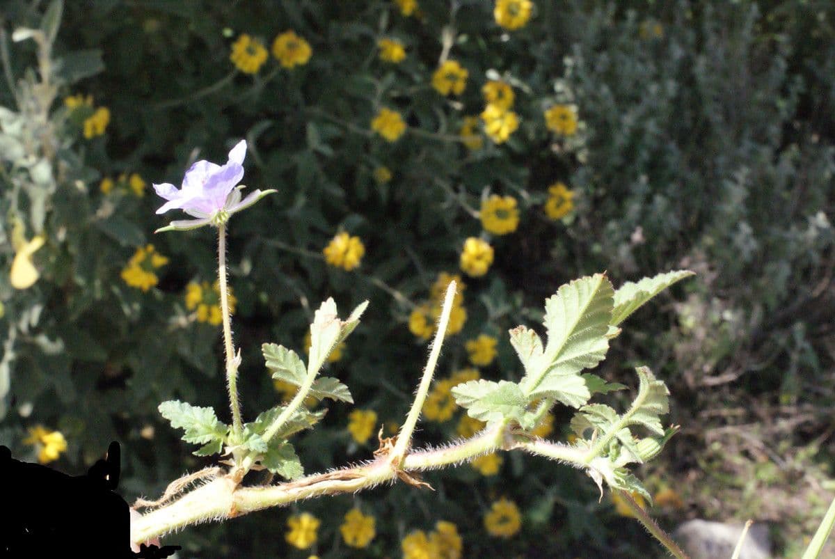 Kranichschnabel 23