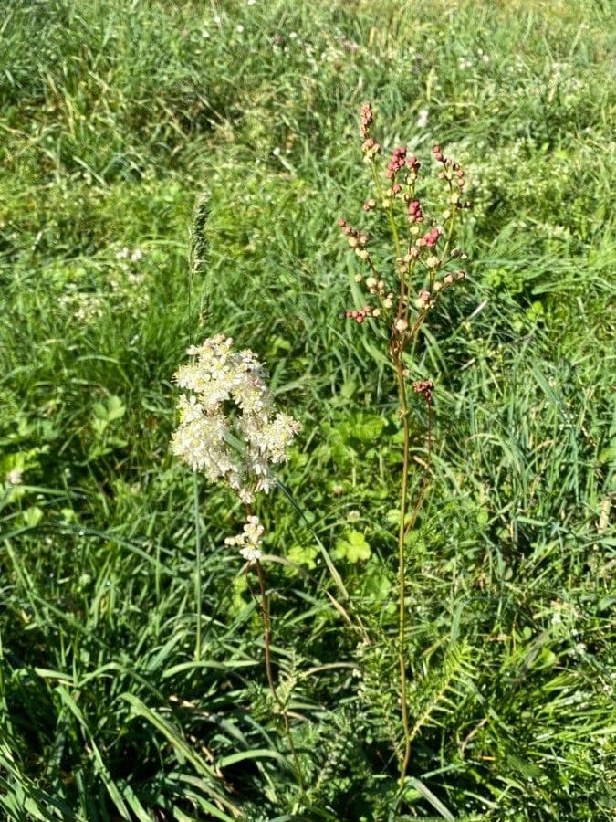 Filipendula comune 13