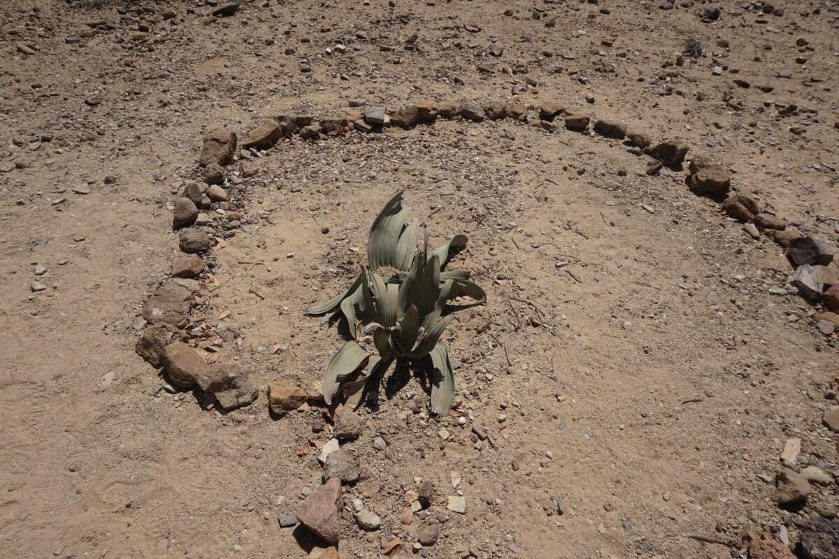 Welwitschia 20