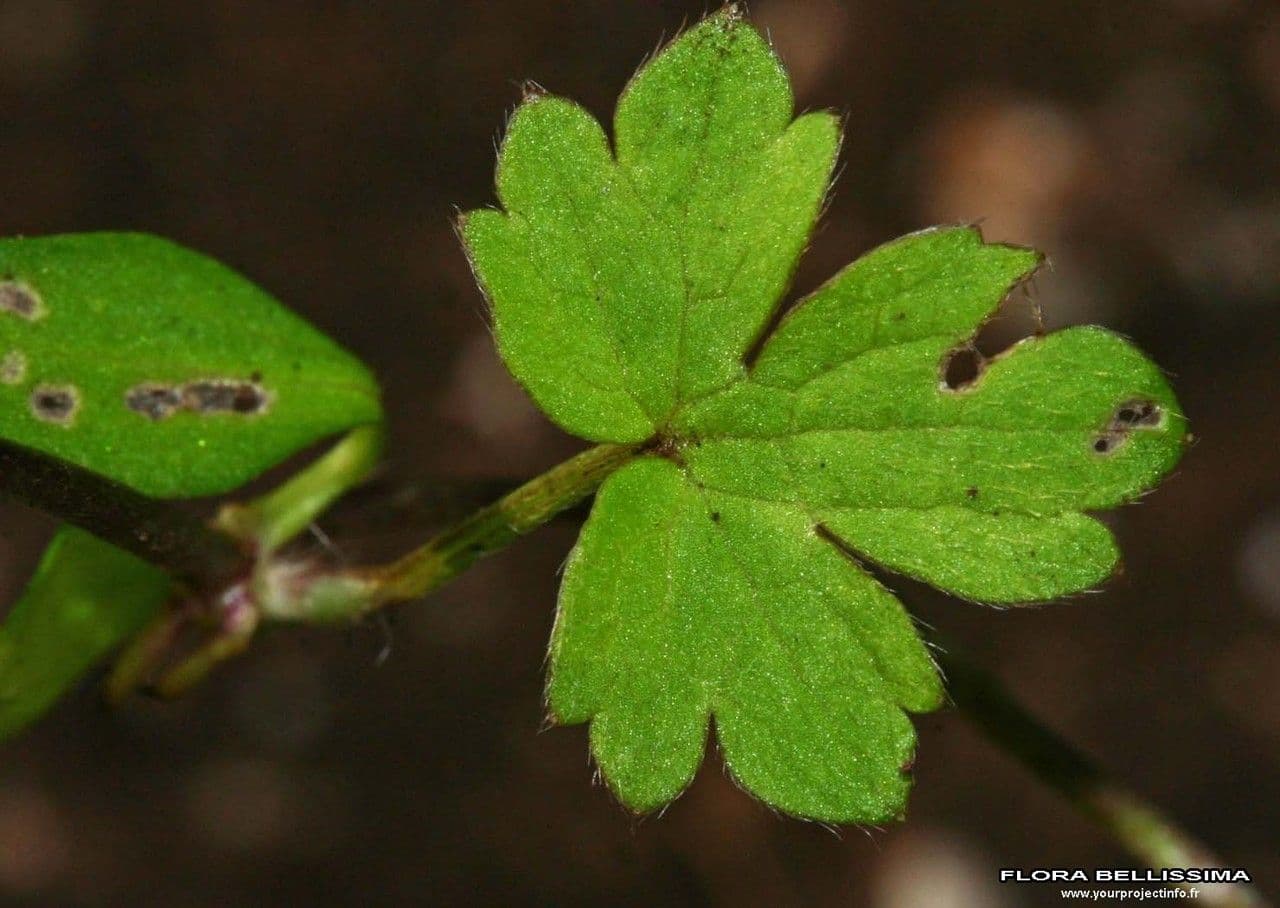 Ranunculus 13
