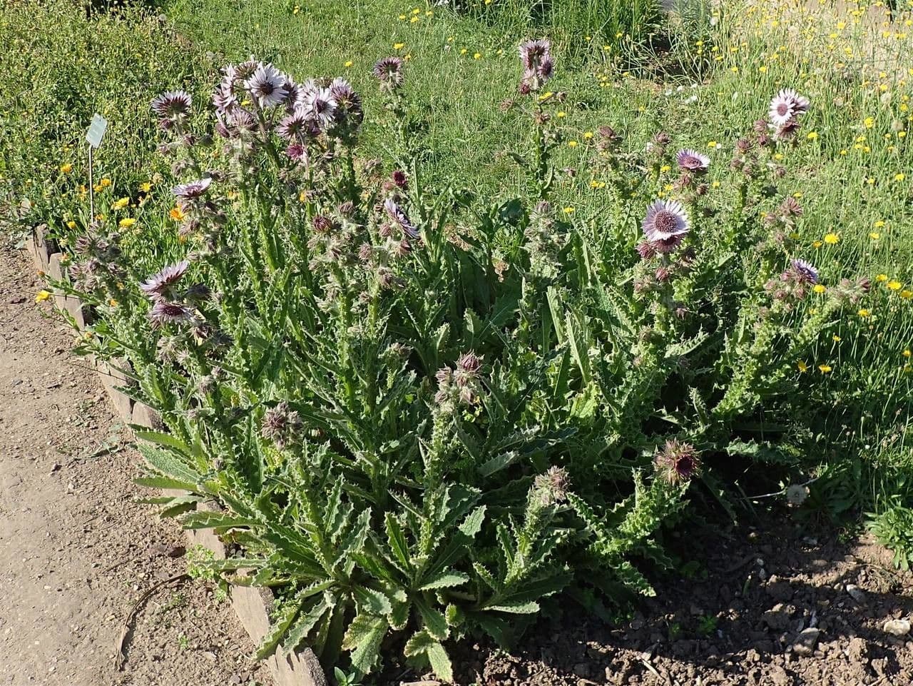 Berkheya purpurea 9