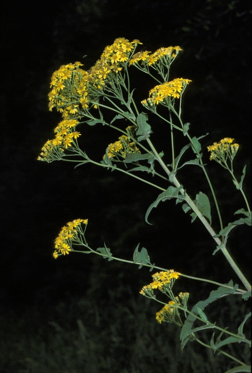 Senecio 5