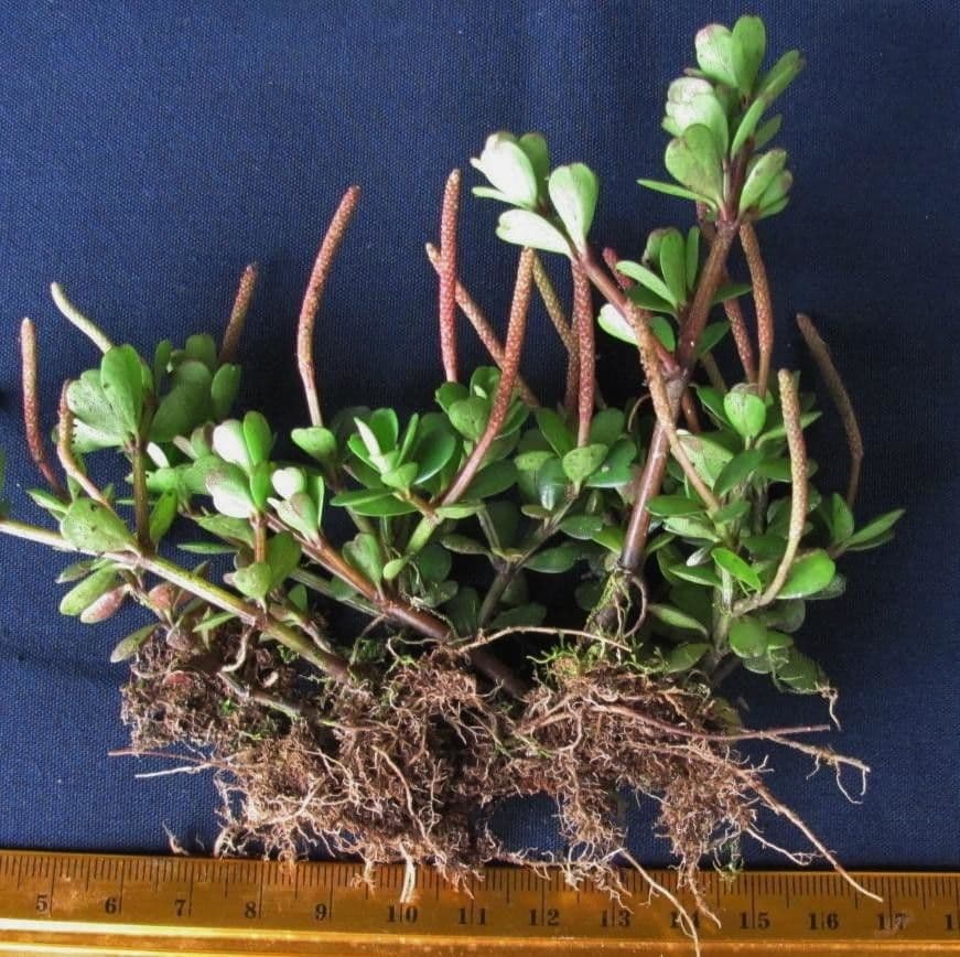 Peperomia 2