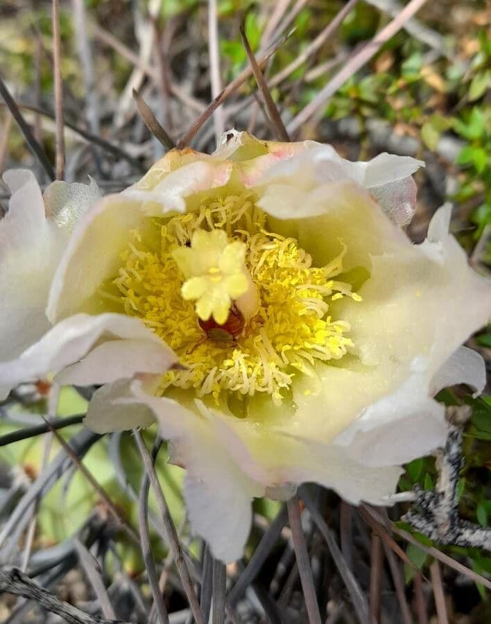 Tephrocactus 3