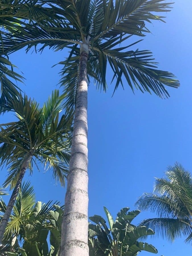 Areca 24