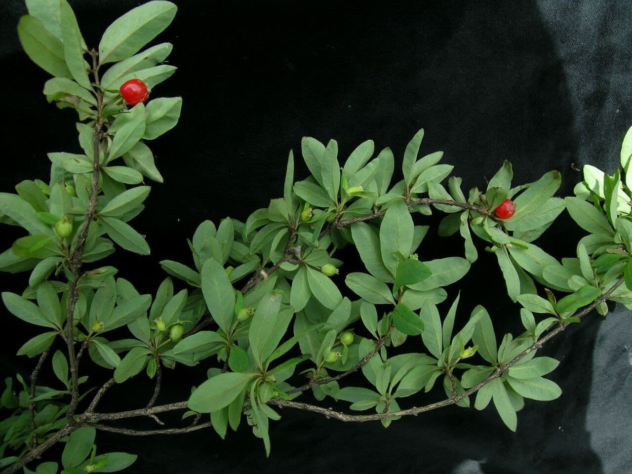 Geißblatt 6