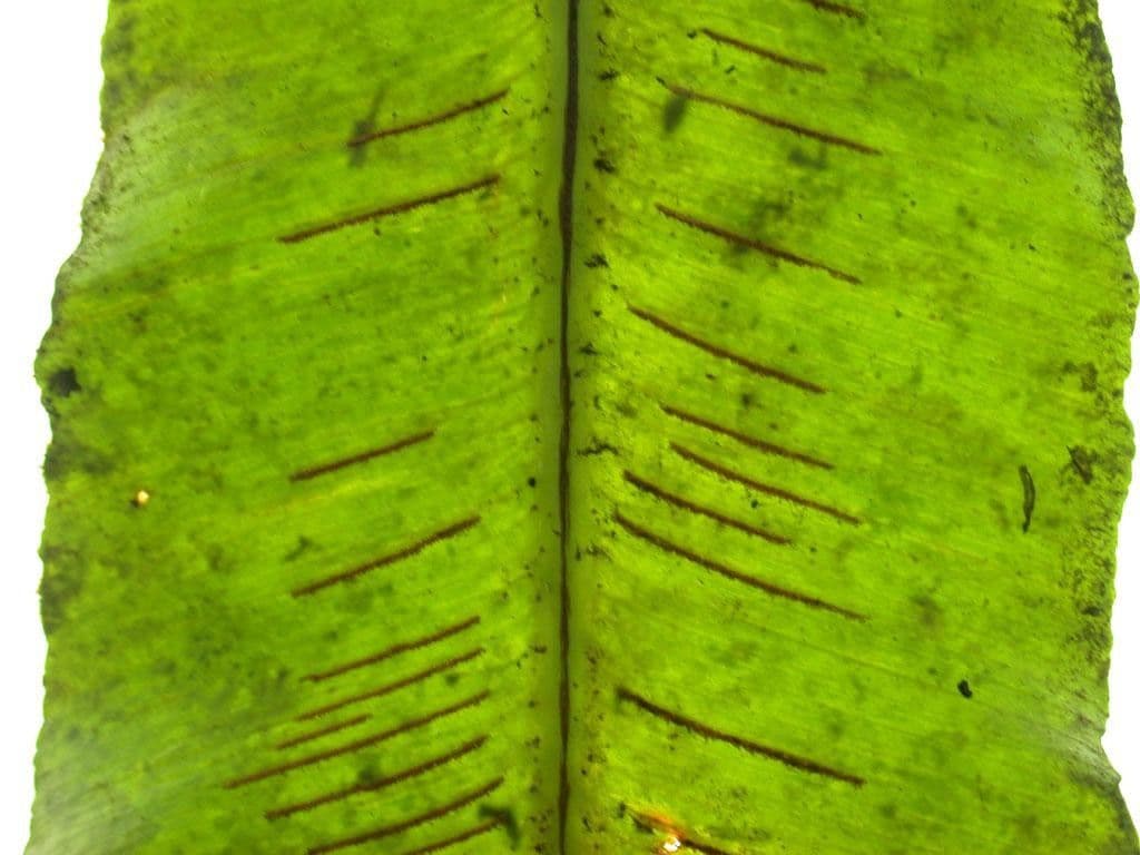Asplenium serratum 22