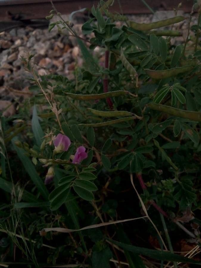 Tephrosia 5