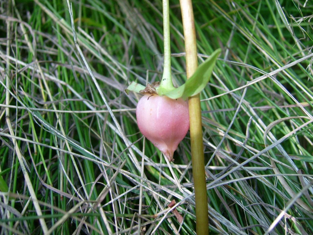Trillium pochylone 4