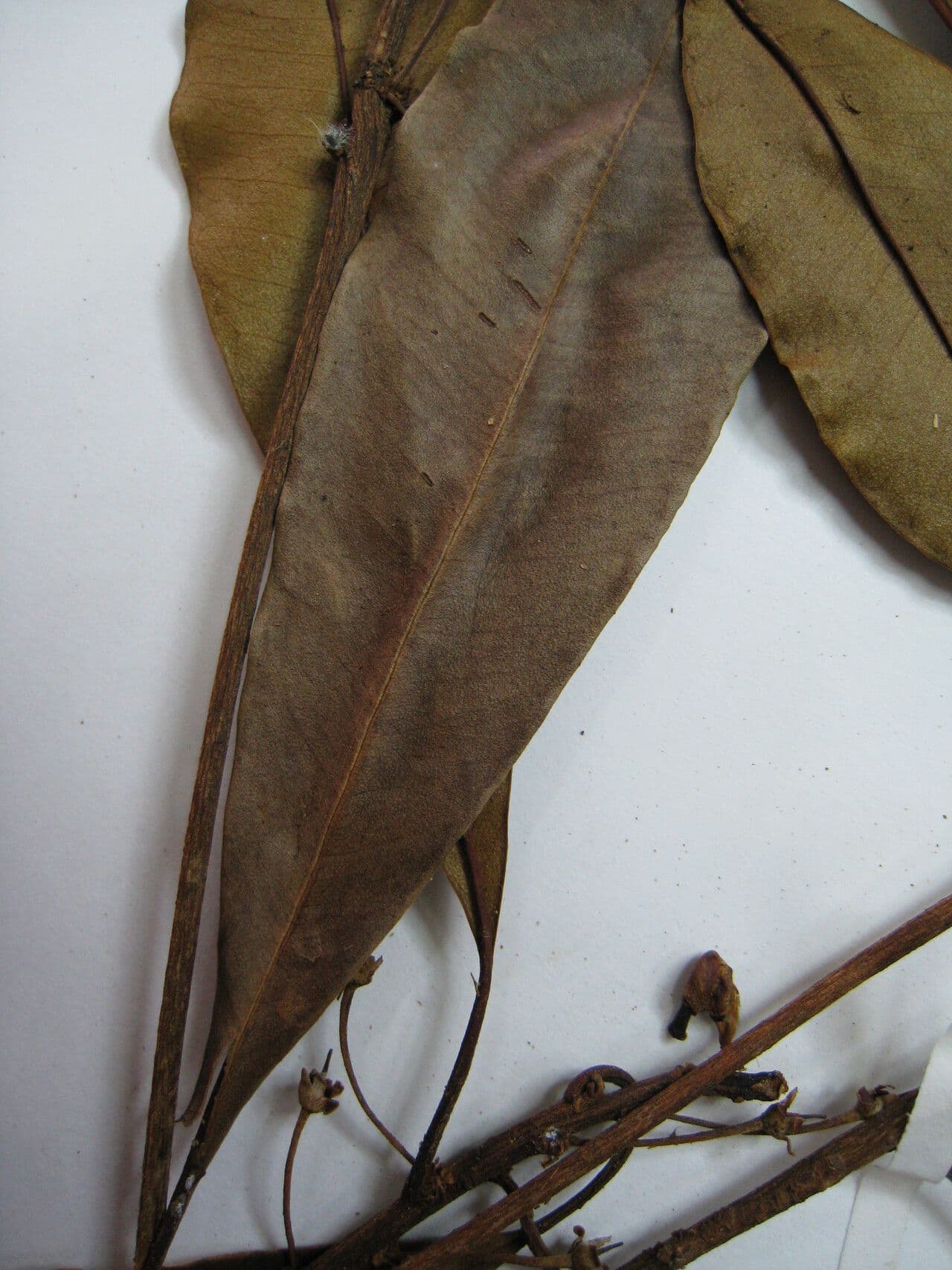 Manilkara 3