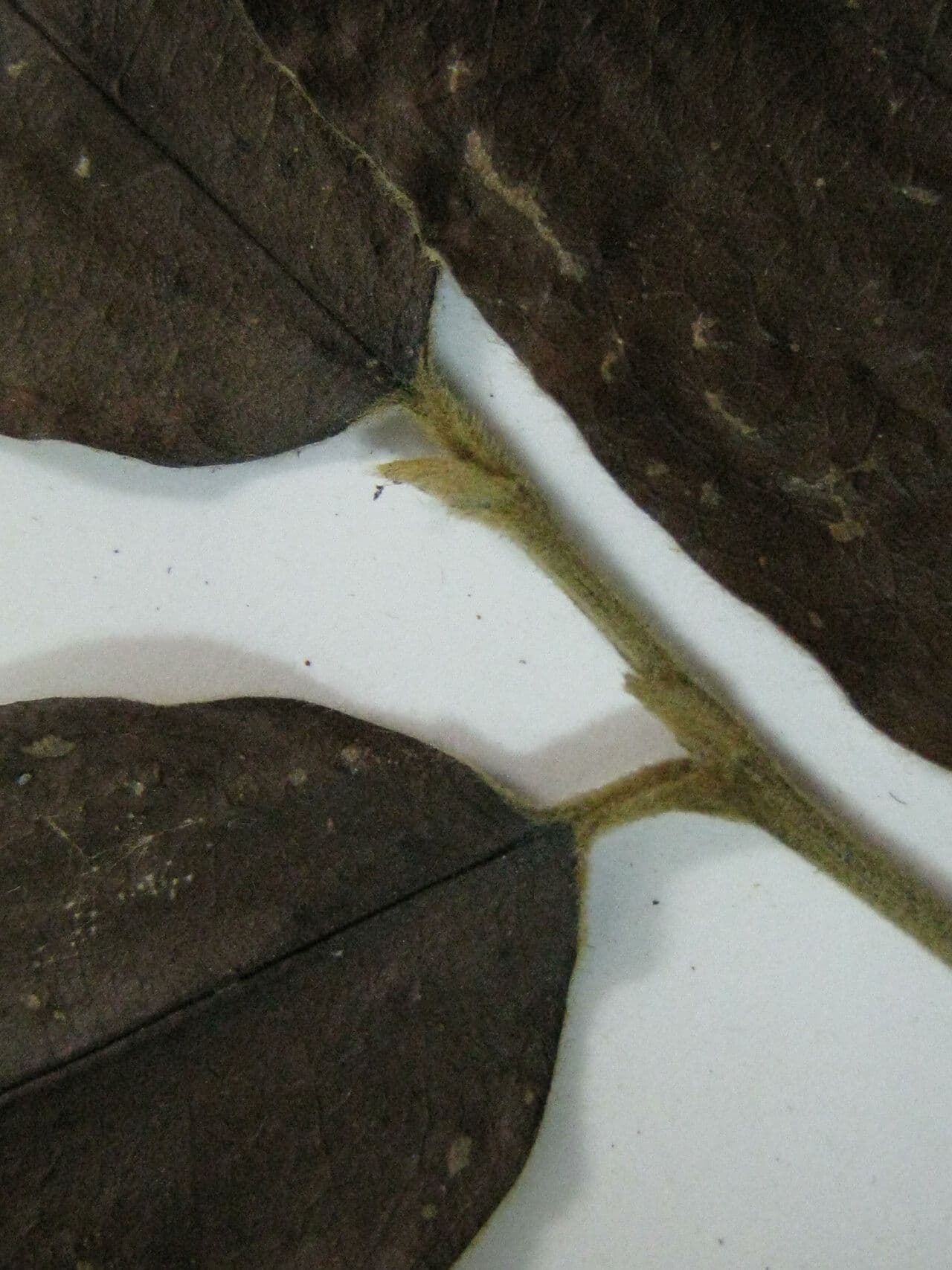 Tapura singolare