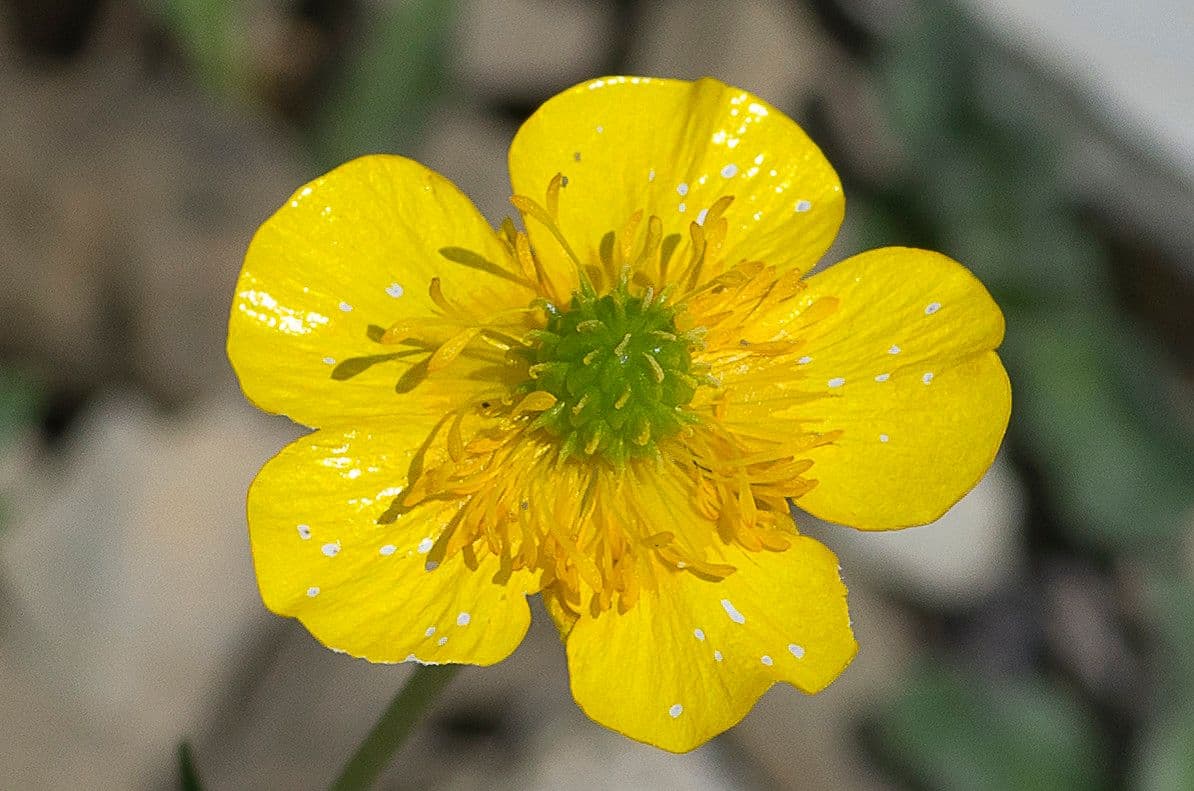 Ranunculus aduncus 6