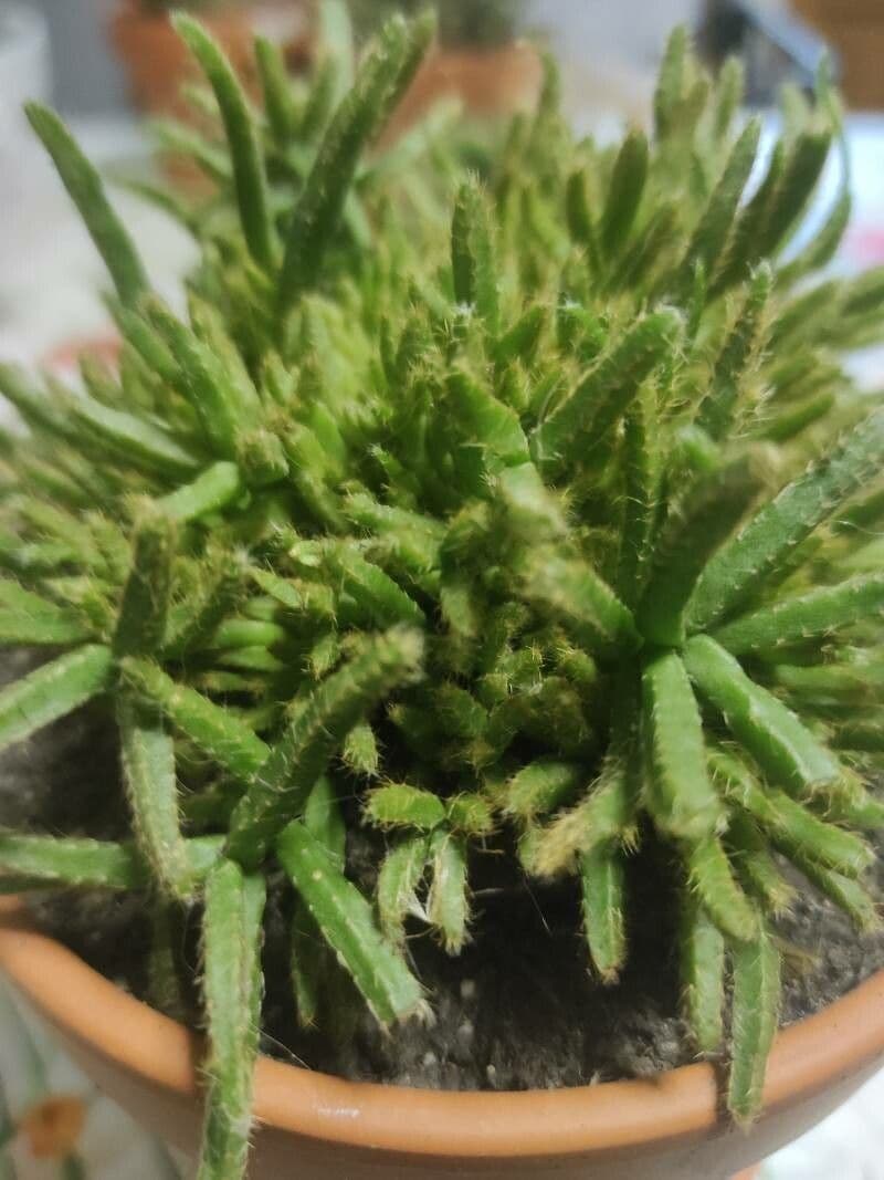 Rhipsalis 16
