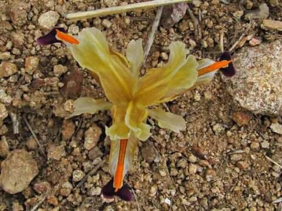 Iris 4