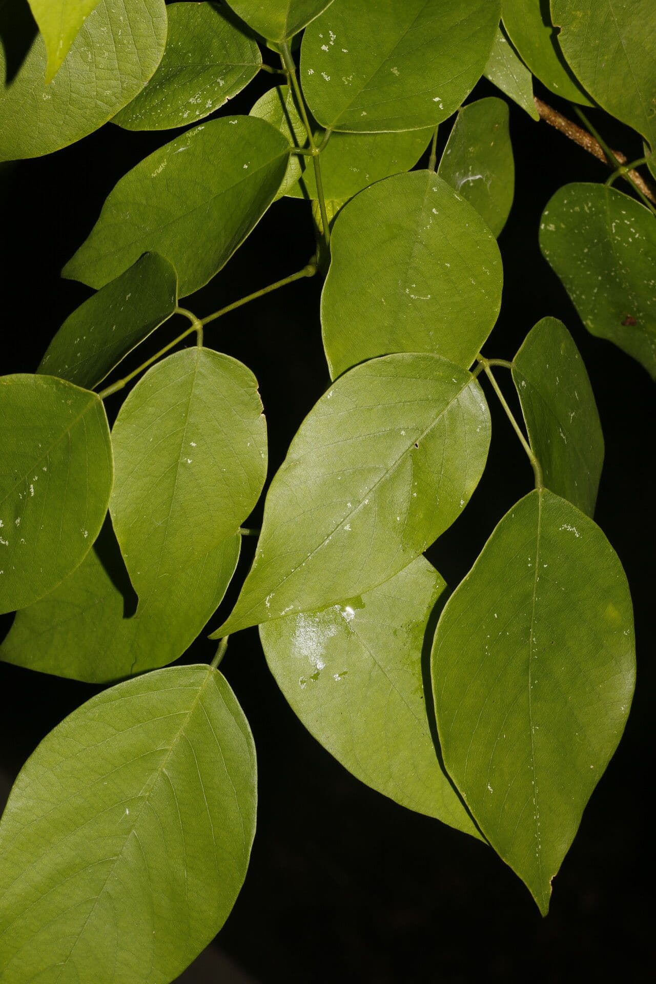 Schmetterlingsblume 7
