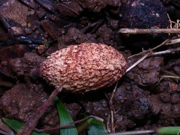 Minquartia guianensis 3