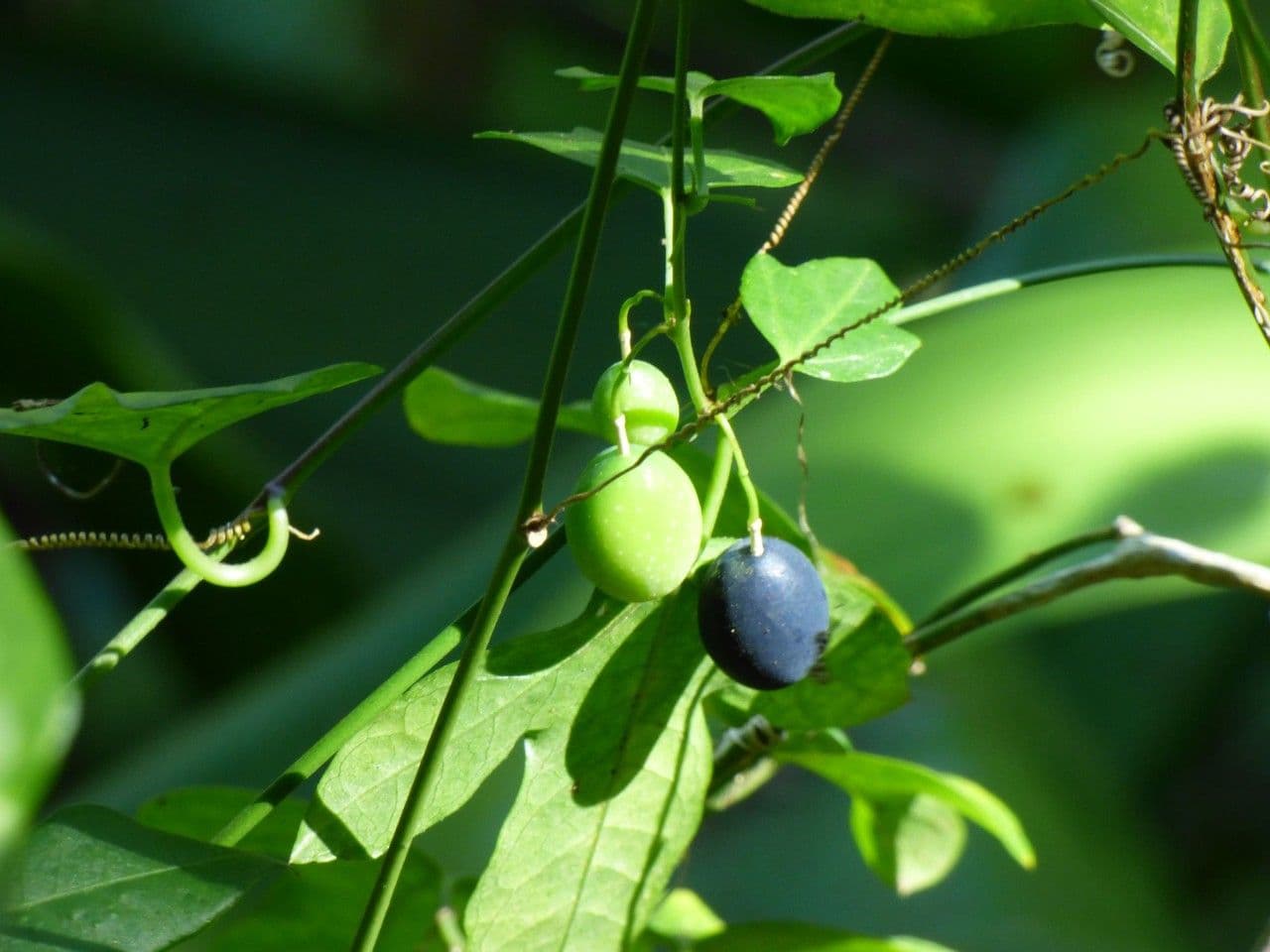 Passiflora suberosa 2