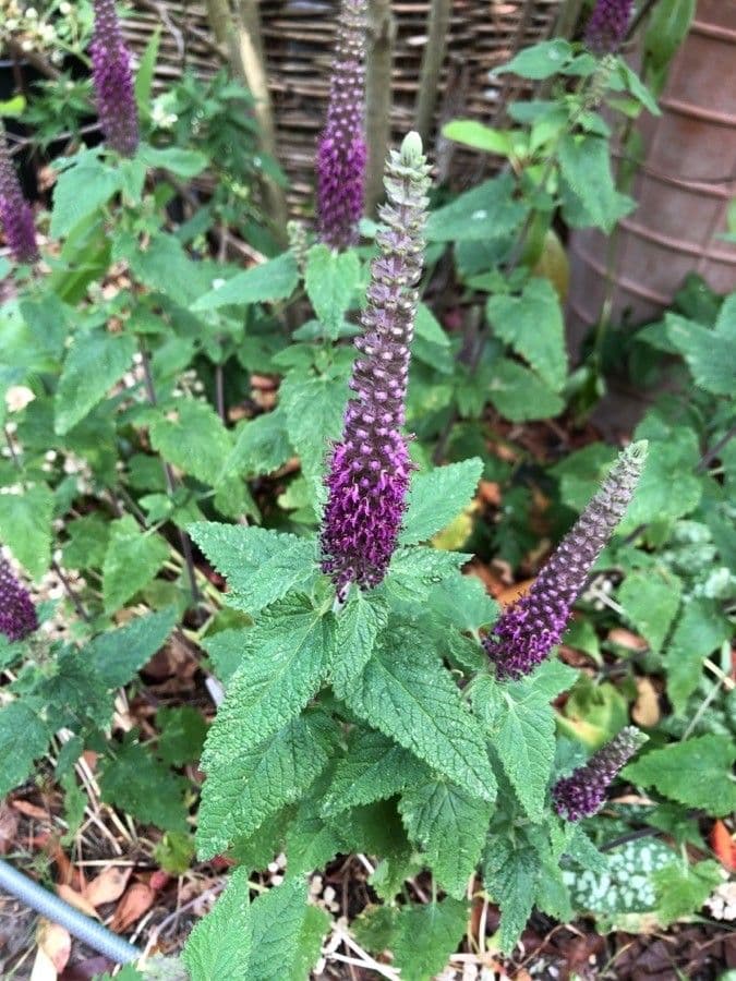 Teucrium hircanicum 15