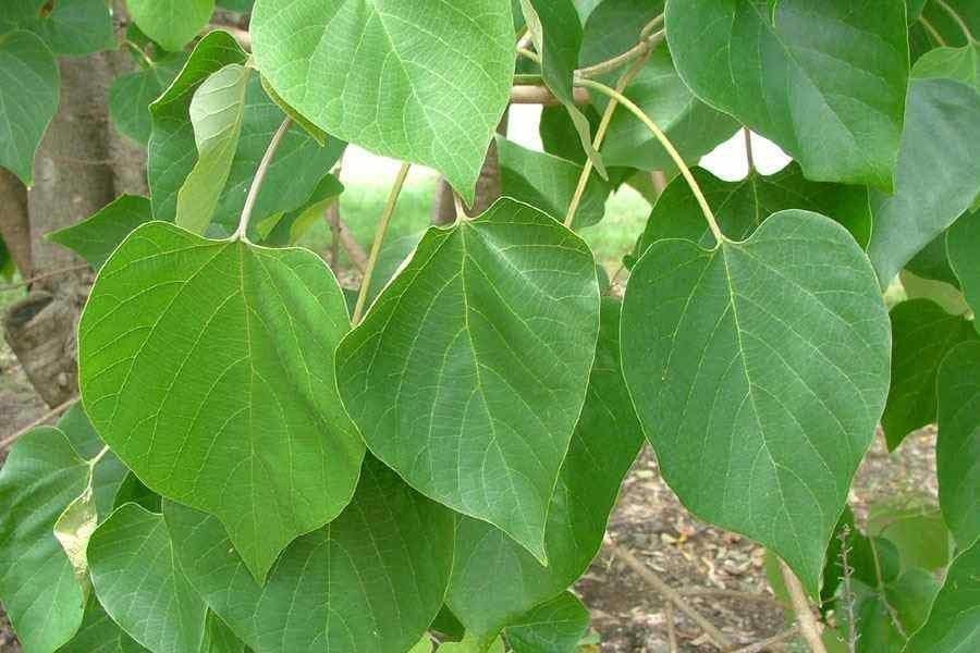 Gmelina arborea 18