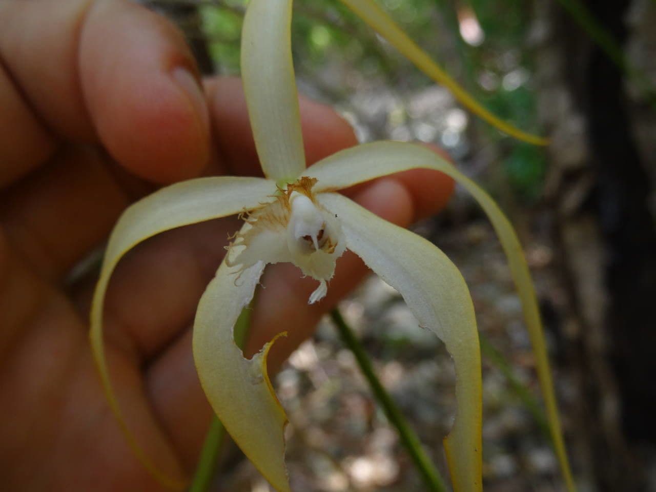 Brassavola 10