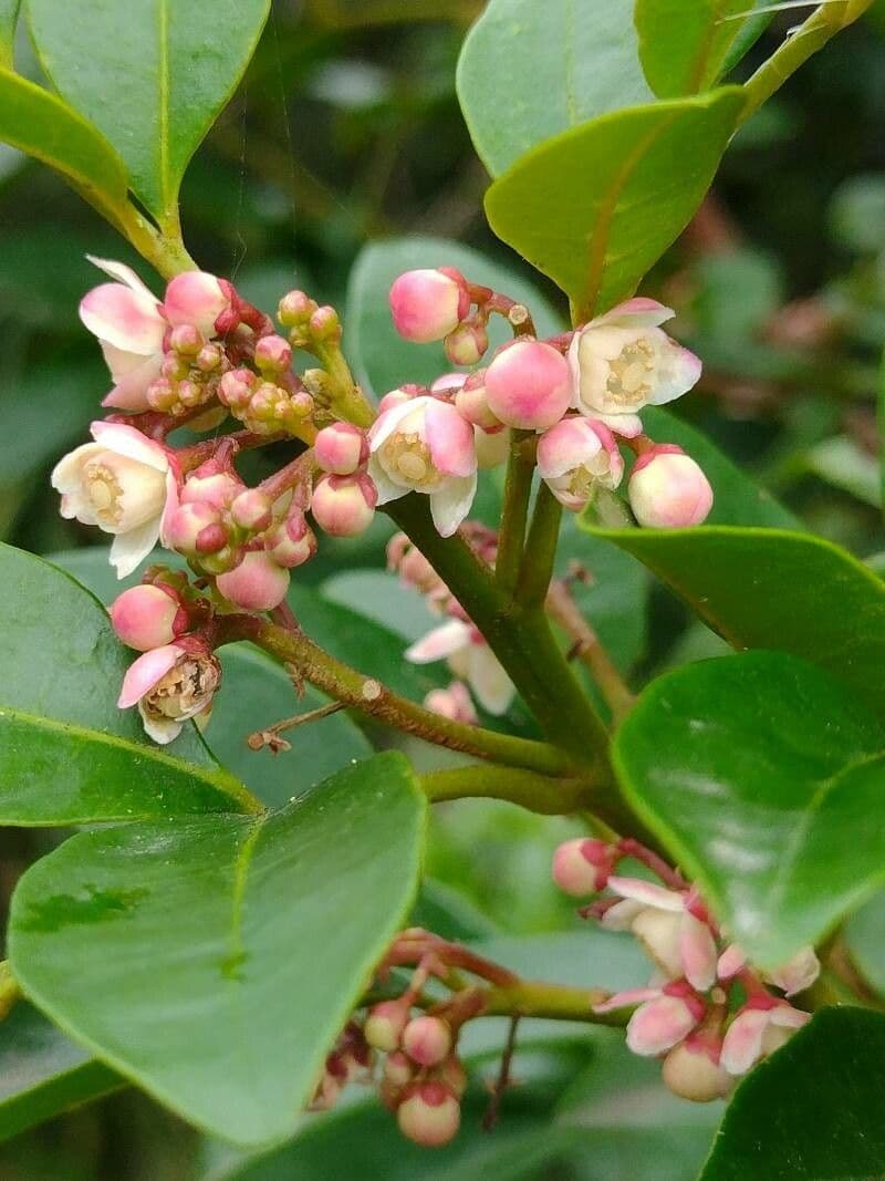 Synoum glandulosum 4