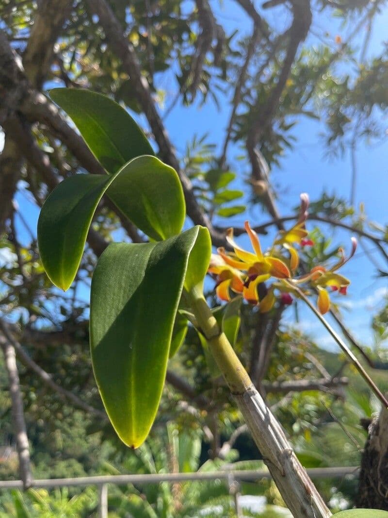 Encyclia 12