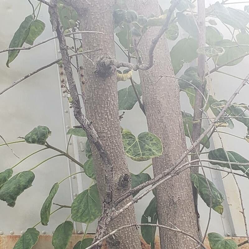 Cordia subcordata 24