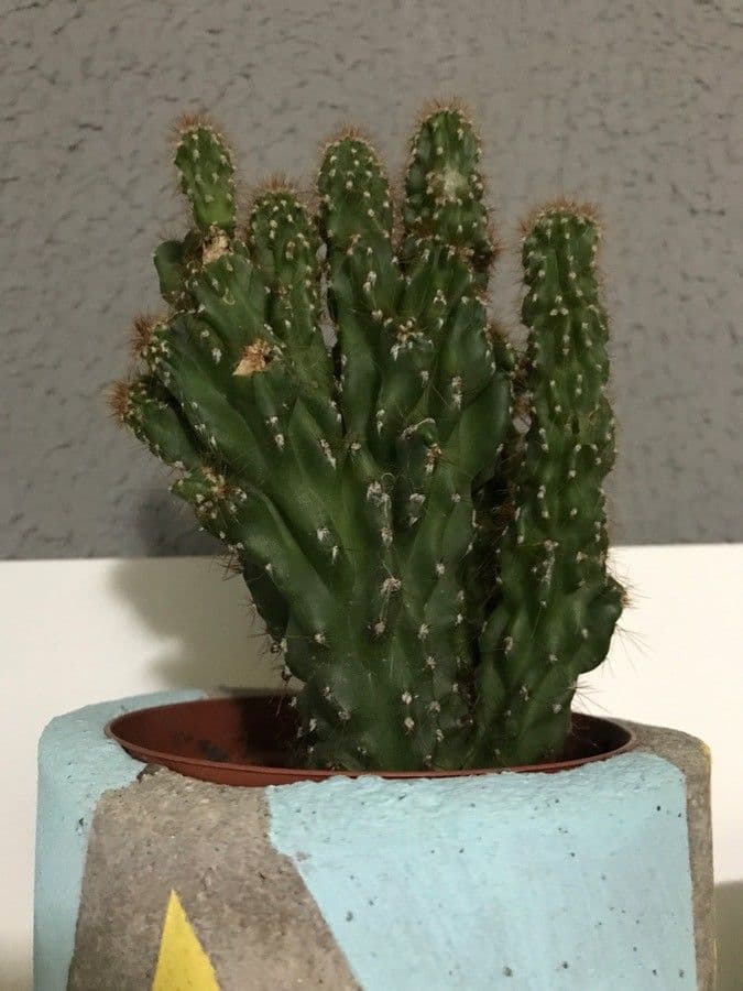 Cactus mela del Perù 19