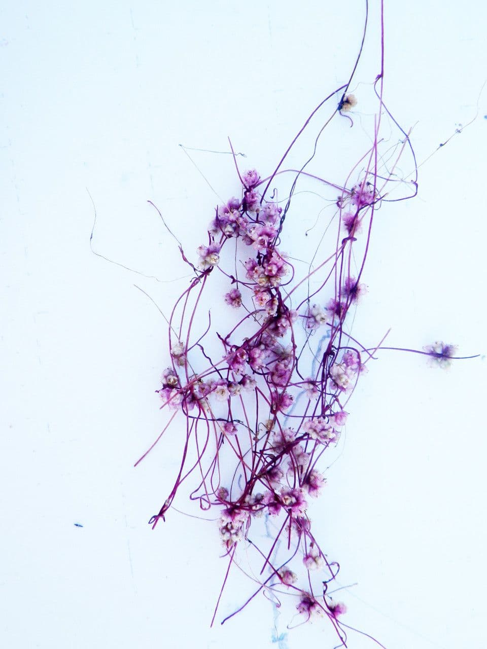 Cuscuta 5