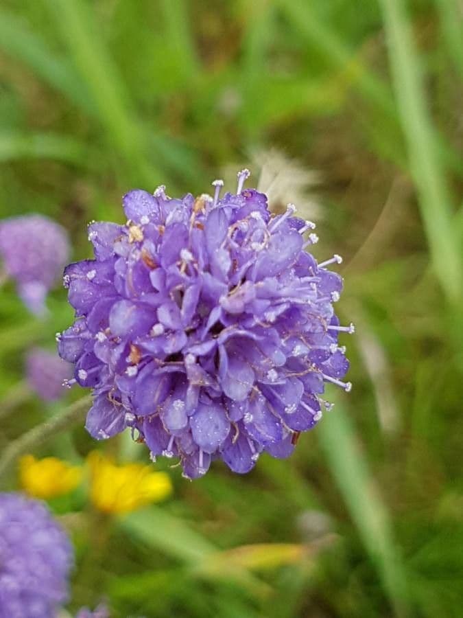 Succisa 9