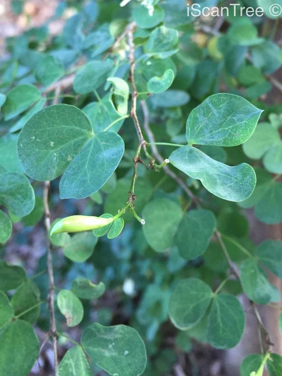 Bauhinia 15