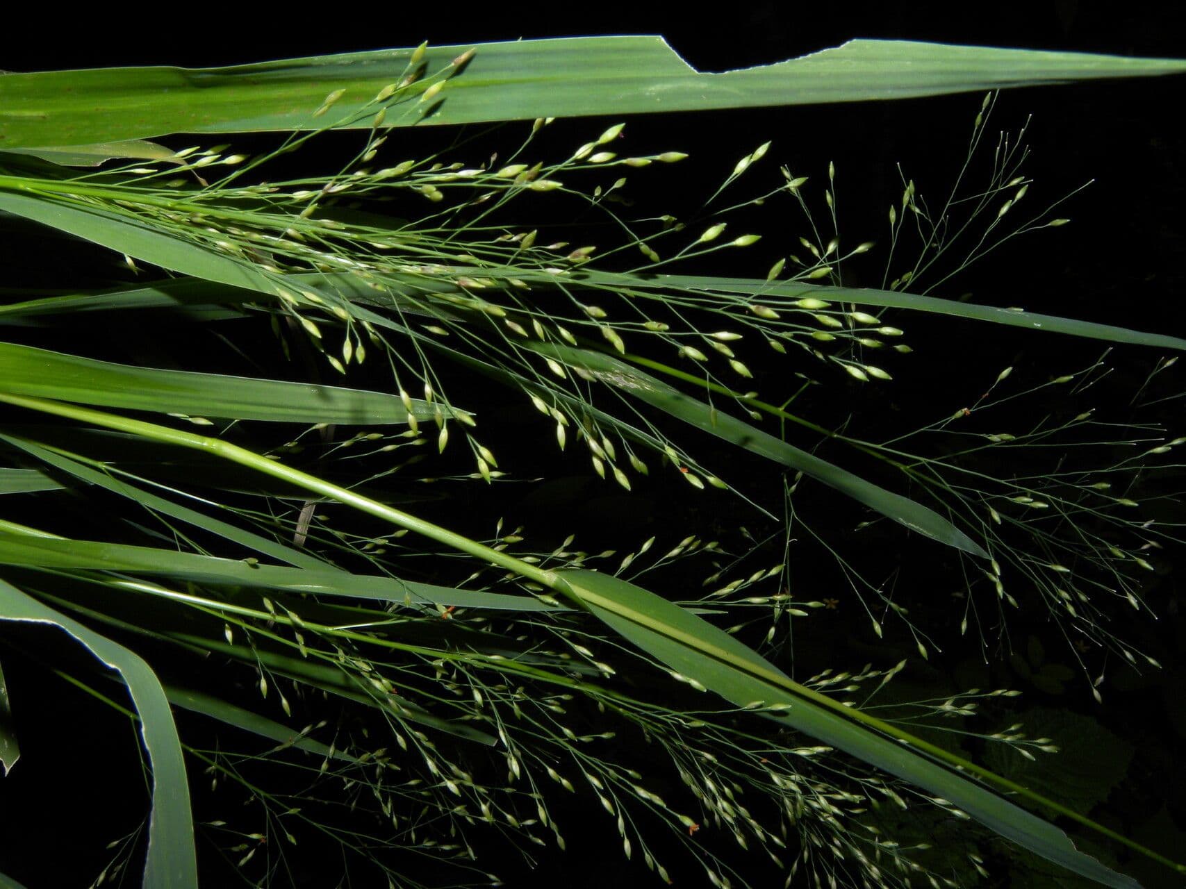 Panicum 4