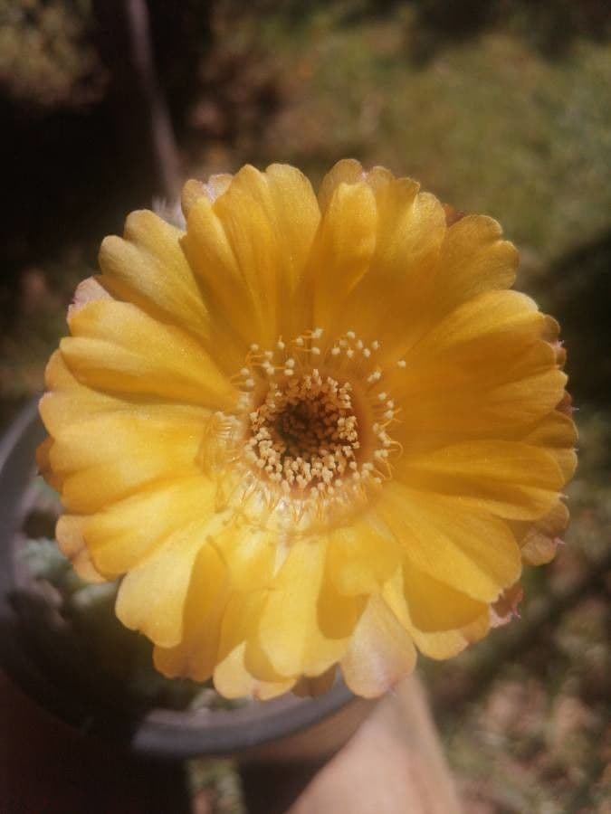 Cactus riccio