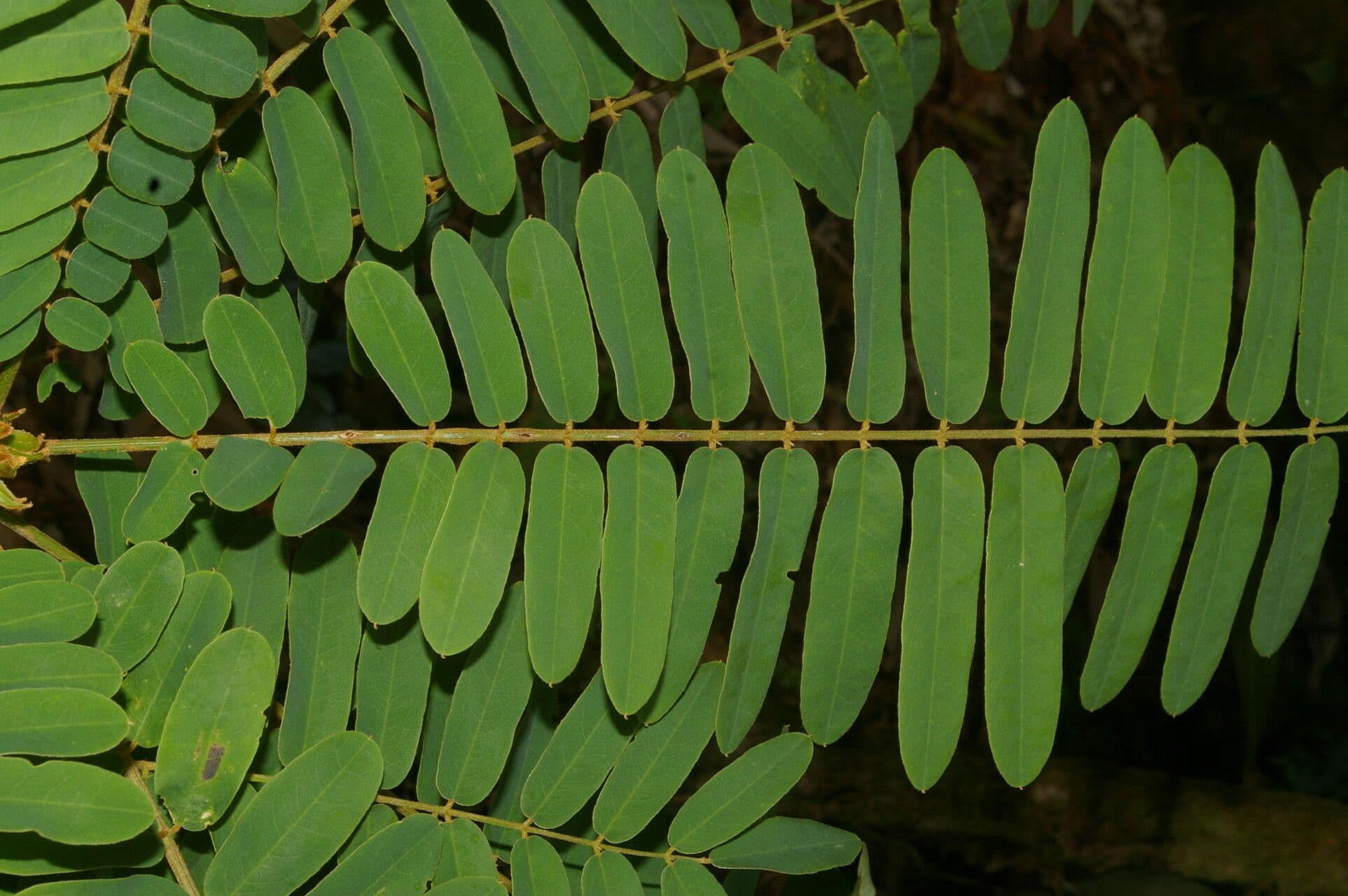 Hymenolobium mesoamericano 4