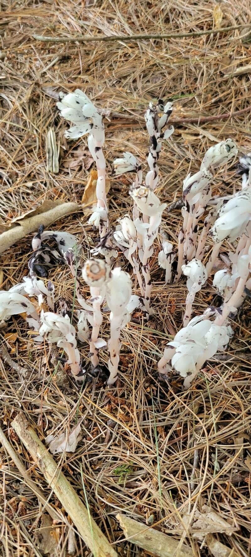 Ipopitide uniflora 5