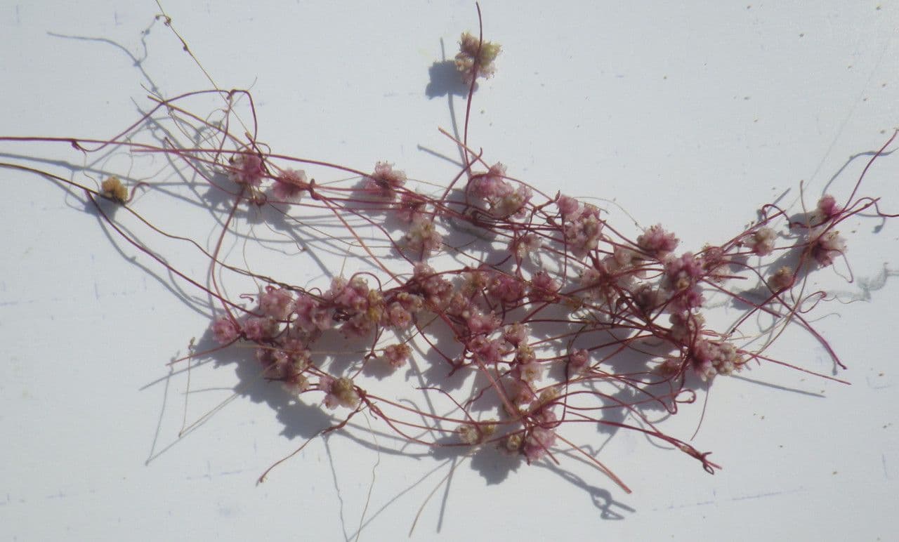 Cuscuta 10