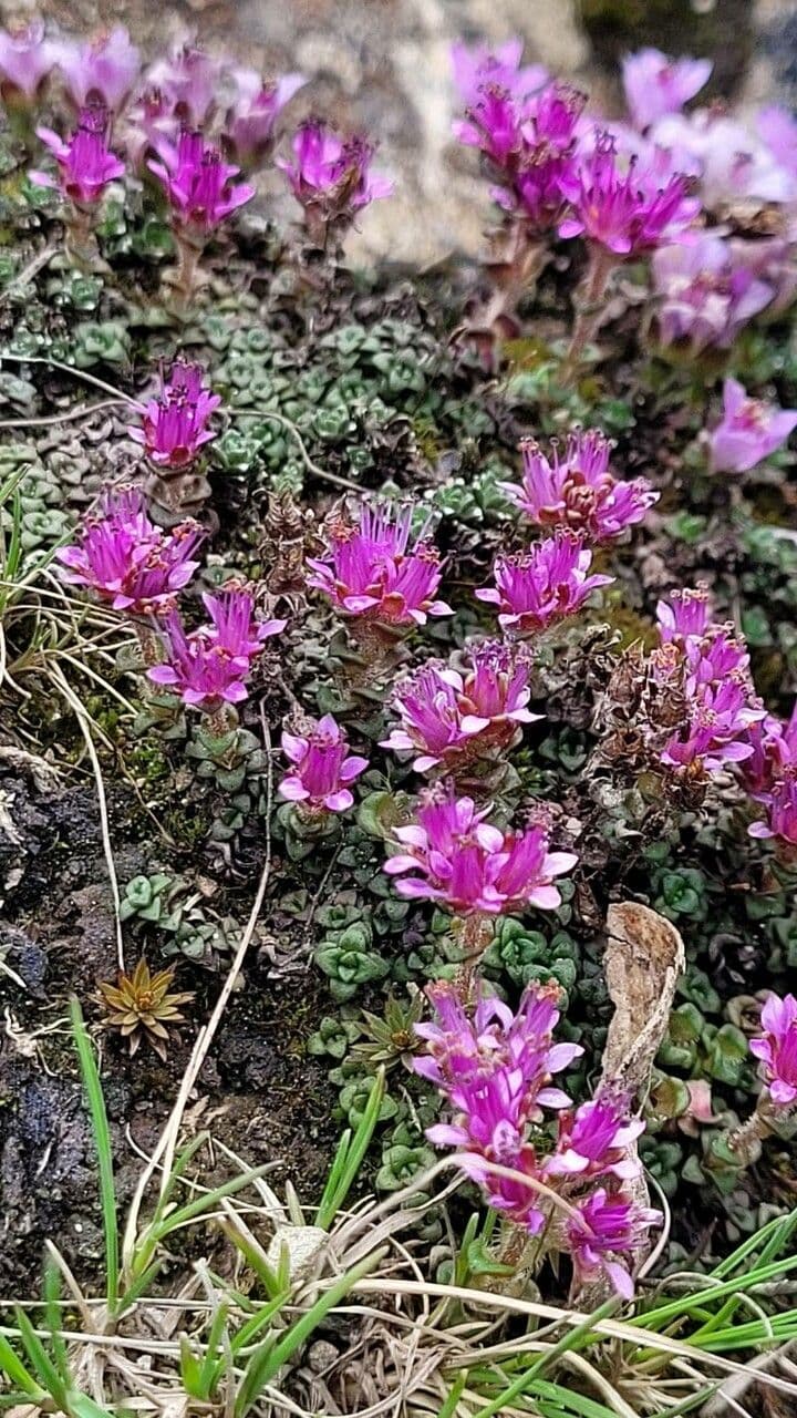 Sassifraga retusa 5