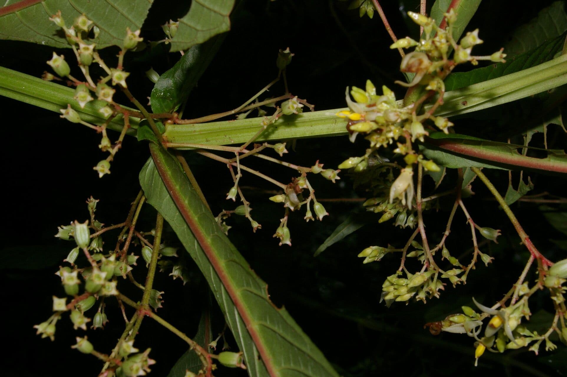 Hoffmannia