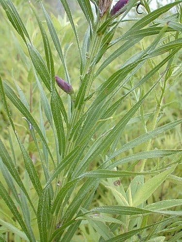 Liatris espigada 16