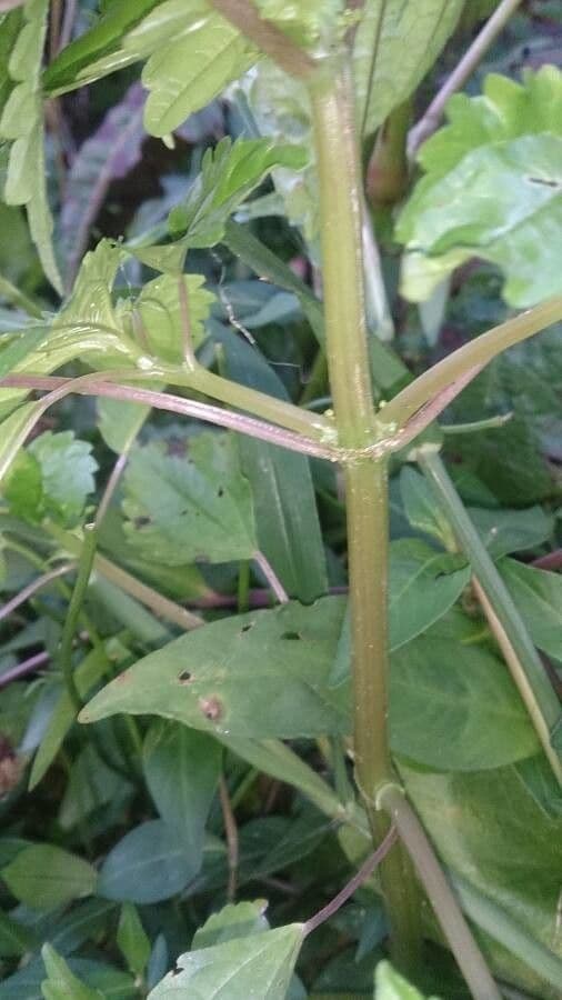 Pilea 26