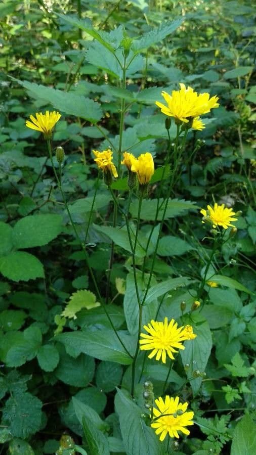 Radicchiella 6