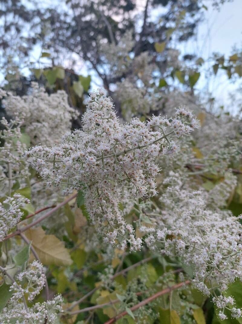 Buddleja 2