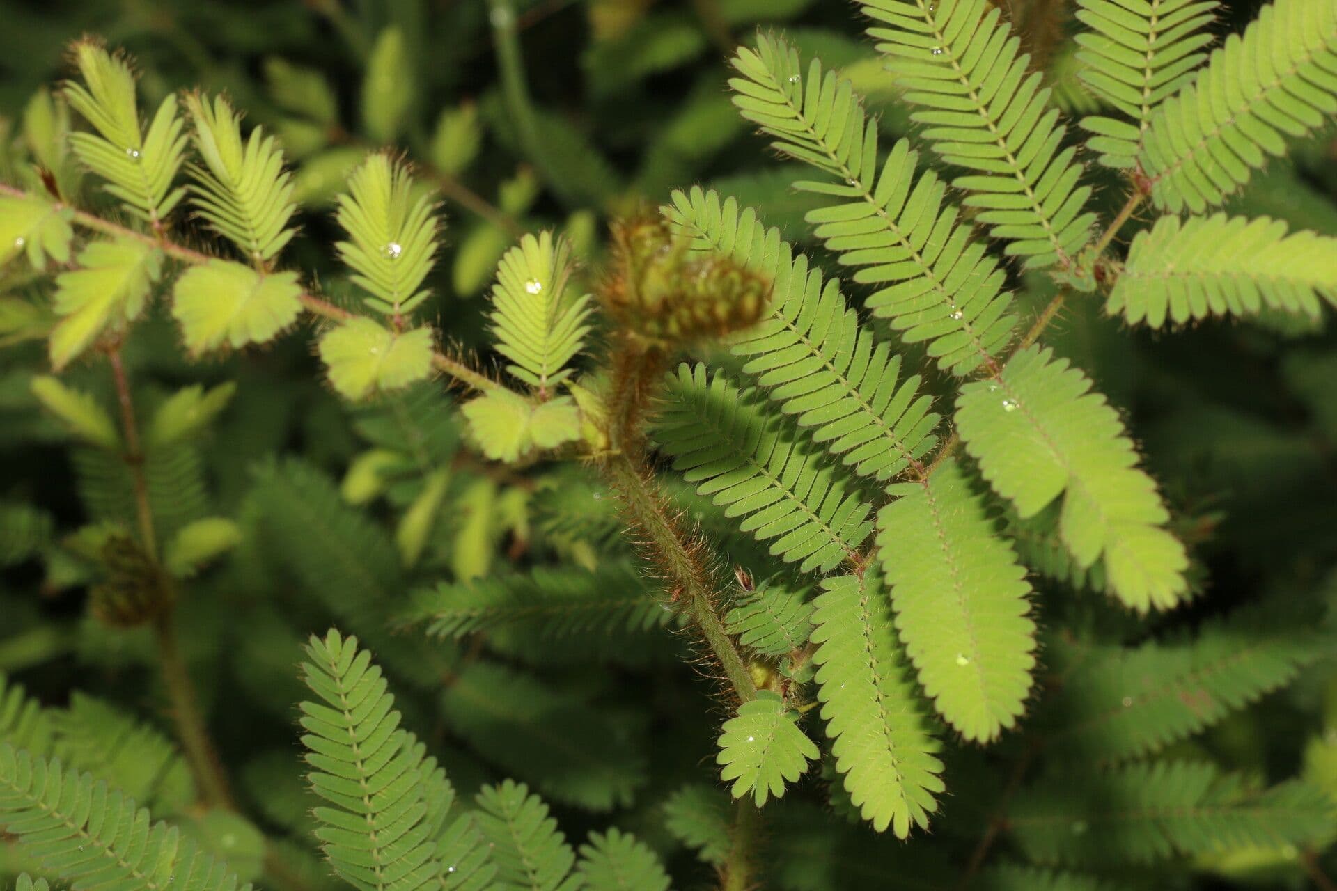 Mimosa 7
