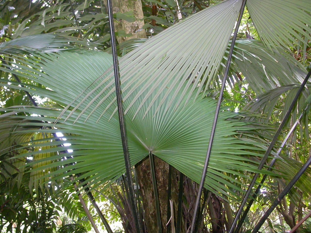 Palma elefante 5