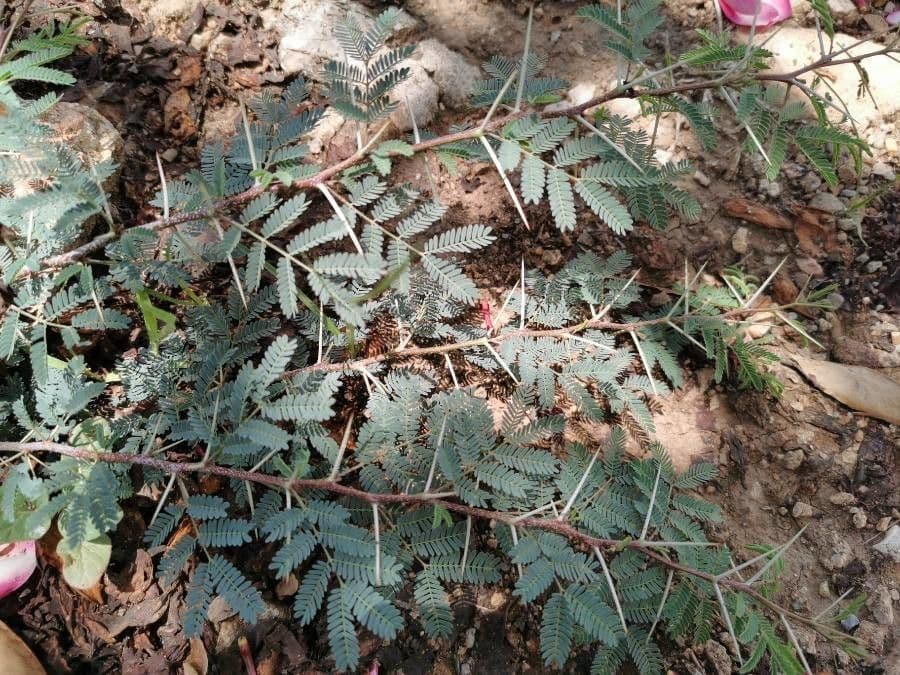Mimosa spinosa 12