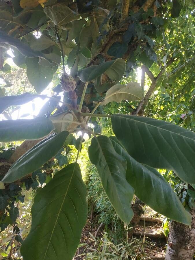 Magnolia 2