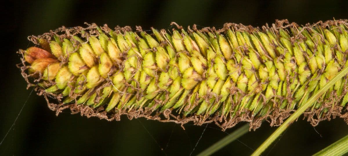 Carex hispida 2